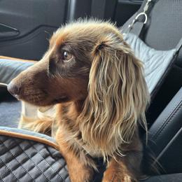 Doc - Dachshund