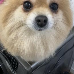 Armani - Orange female Pomeranian puppy in Wapato, Washington from Ruby’s Pomeranians