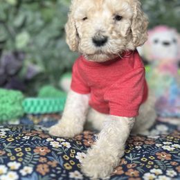 French Bulldog and Poodle Puppies from KAI Kennels