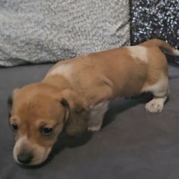 Andarna - Piebald female Dachshund puppy in Citra, Florida from My Loyal Treasures