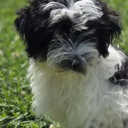 Companion Crosses, Havanese, Havapoos, Maltese, Maltipoos, Morkies, and Yorkshire Terriers from Rosewood Kennels