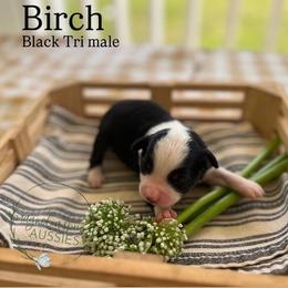 Birch - Black tri male Miniature Australian Shepherd puppy in Louisville, Mississippi from Magnolia Spring Aussies