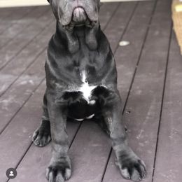 Cane Corso Puppies from Virtue Cane Corso