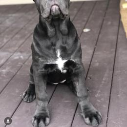 Cane Corso Puppies from Virtue Cane Corso