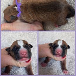 Vixen - Red female American Staffordshire Terrier puppy in Marietta, Georgia from Ambition Amstaffs