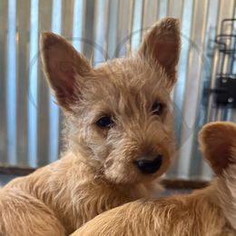 Scottish Terrier Puppies from Rocket's West Texas Scottish Terriers (WTX ST)