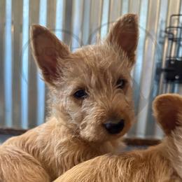 Scottish Terrier Puppies from Rocket's West Texas Scottish Terriers (WTX ST)