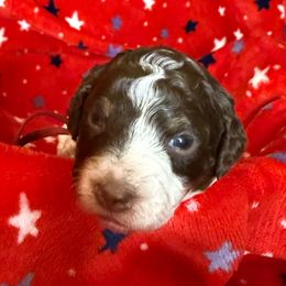 Burgundy collar girl - Phantom female Poodle puppy in Huntsville, Alabama from Flint River Poodles