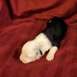 Girl 2 - Miniature Australian Shepherd puppy in Sour Lake, Texas from Flyin M Aussies