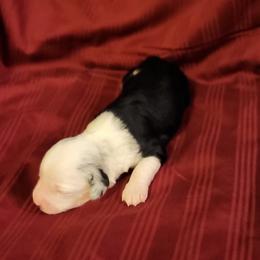 Girl 2 - Miniature Australian Shepherd puppy in Sour Lake, Texas from Flyin M Aussies