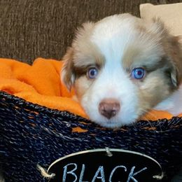 Miniature Australian Shepherd Puppies from Arch Hill Mini Aussies