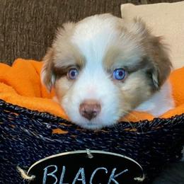 Miniature Australian Shepherd Puppies from Arch Hill Mini Aussies