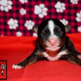 Ekko - Black tri male Miniature Australian Shepherd puppy in Akeley, Minnesota from Rustic Original Aussies