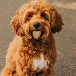 Mo - Cockapoo