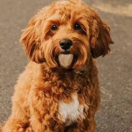 Mo - Cockapoo