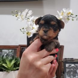 Yorkshire Terrier Puppies from Yorkie Puppies Redwood Ranch Chicago