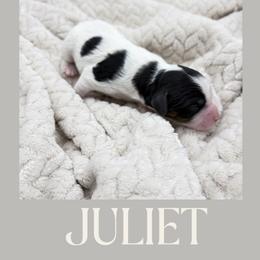 Juliet - Tri-color female Cavapoo puppy in Awendaw, South Carolina from LierChonPoo