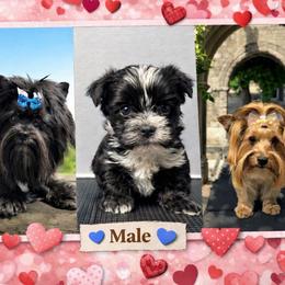 Oreo - Black and tan male Yorkshire Terrier puppy in Knoxville, Tennessee from Rainbow Bliss Yorkies