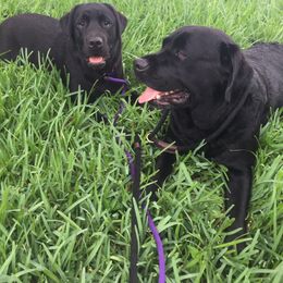 Labrador Retriever All Grown Up from Everlasting Labradors