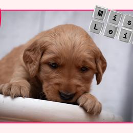 Leia - Dark golden female Golden Retriever puppy in Driggs, Idaho from SK Golden Retrievers