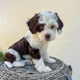 Girl 3 - Phantom female Goldendoodle puppy in Woodland Hills, Utah from The Fairy Paw Mother