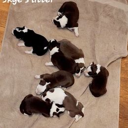 Border Collie Puppies from BC Dogs at the Rodgers