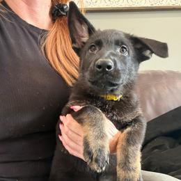 Yellow collar - Bi-color female German Shepherd puppy in Canterbury, Connecticut from Nachtwaechter German Shepherds, LLC