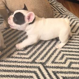 Epic - White and brindle male French Bulldog puppy in Billings, Montana from Sugarloaf French bulldogs and Australian cattle dogs