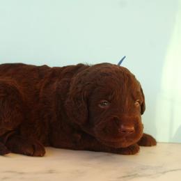 Blue collar - Chocolate male Labradoodle puppy in Apache Junction, Arizona from Loving Doodle