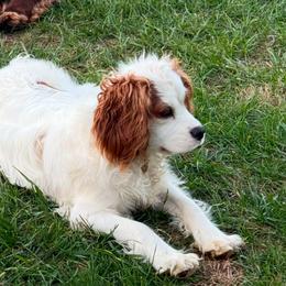 Poppy - Cavapoo