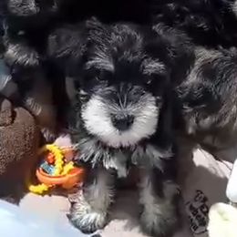 Boy 1 - Black and silver male Miniature Schnauzer puppy in Kannapolis, North Carolina from Schnauzer Affinity