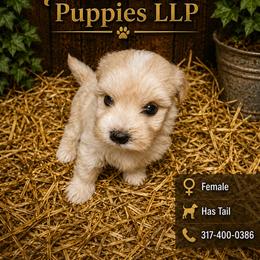 Light Tan with Tail - Tan female Morkie puppy in Avon, Indiana from Precise Puppies LLP