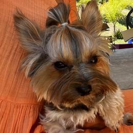 Penelope - Yorkshire Terrier