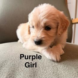 Purple Girl - Cream female Goldendoodle puppy in Colorado Springs, Colorado from Pikes Peak Doodles