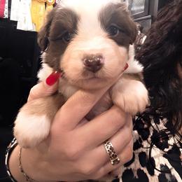 Red Tri Boy 1 - Red tri-color male Miniature American Shepherd puppy in Vivian, Louisiana from Jem Miniature American Shepherds