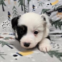 Girl - Tri-color female Border Collie puppy in Pennsylvania from Winter Creek Border Collies