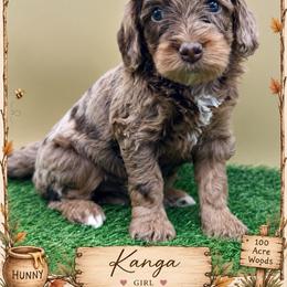 Girl 3 - Merle female Goldendoodle puppy in Hendersonville, North Carolina from Kim's Cove
