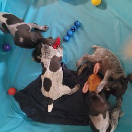 German Shorthaired Pointer Puppies from Stoney Fork German Shorthaired Pointers