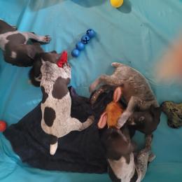 German Shorthaired Pointer Puppies from Stoney Fork German Shorthaired Pointers
