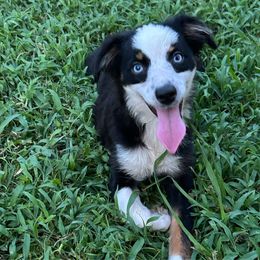 Jojo - Black & white female Miniature Australian Shepherd puppy in Hokes Bluff, Alabama from Alegria Toy Aussies