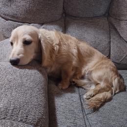 Benny - Dachshund