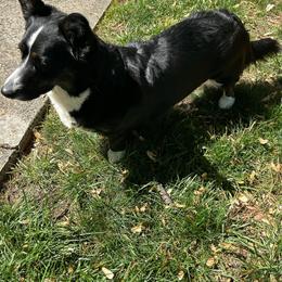 Prudence - Cardigan Welsh Corgi