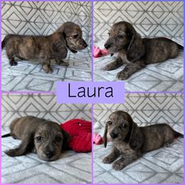Cream Brindle Longhair - Pet Only - 3500 - Laura - Brindle female Dachshund puppy in Pauls Valley, Oklahoma from Simply Happy Dachshunds