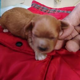 Girl 2 - female Cavapoo puppy in Salisbury, North Carolina from Carolina Canines
