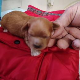 Girl 2 - female Cavapoo puppy in Salisbury, North Carolina from Carolina Canines