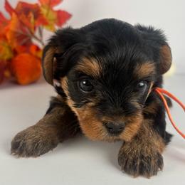 Orange Boy - Black and tan male Yorkshire Terrier puppy in Dahalonega, Georgia from C. D. K