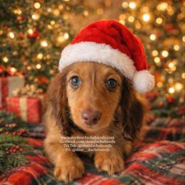 Teddy - Red male Dachshund puppy in Cape Coral, Florida from Dear Dachshunds