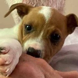 Russell Terriers from Dean's Pups