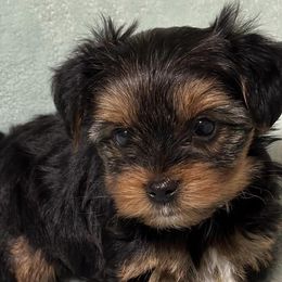 Yorkshire Terriers from Best Friends Yorkies