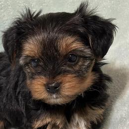 Yorkshire Terriers from Best Friends Yorkies